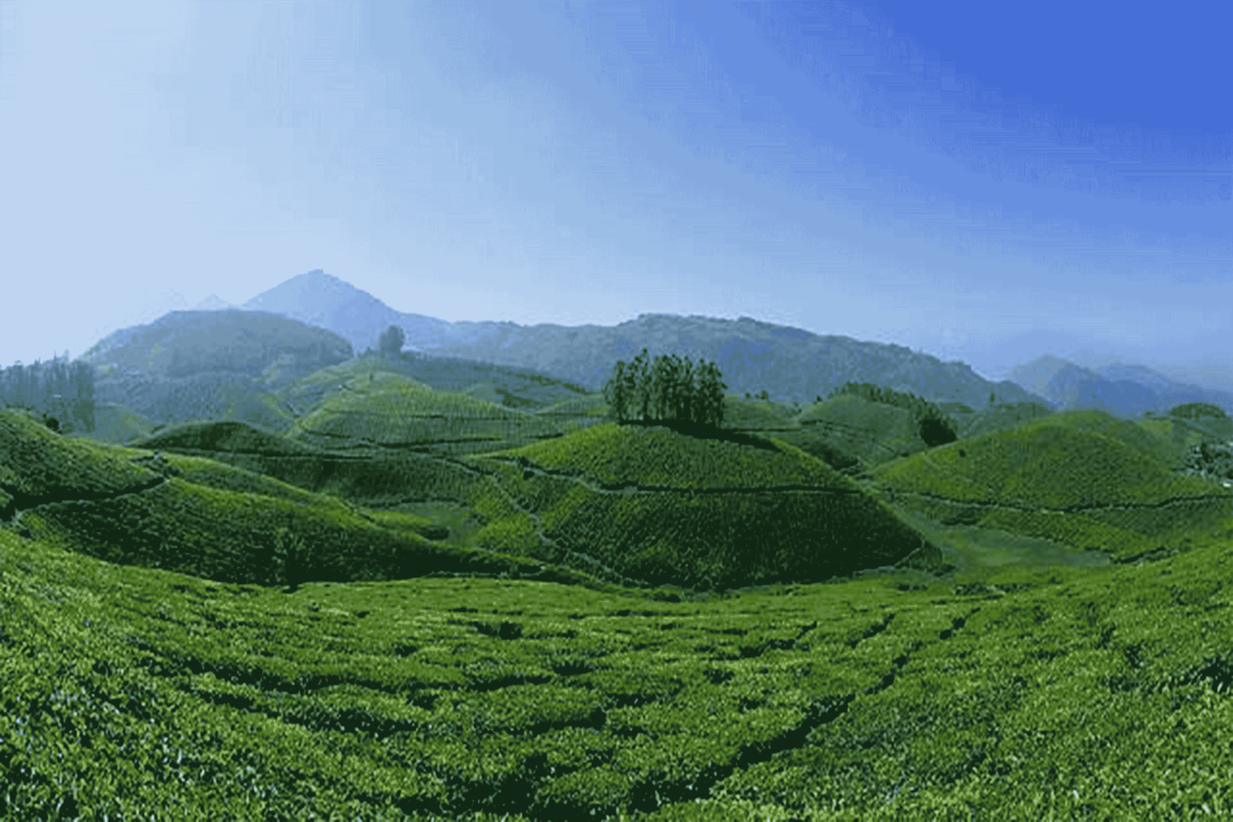 kerala couple tourism